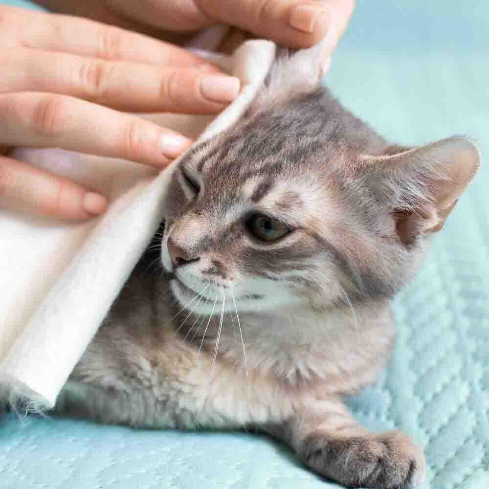 Kitchen_Rolls - Glosclean